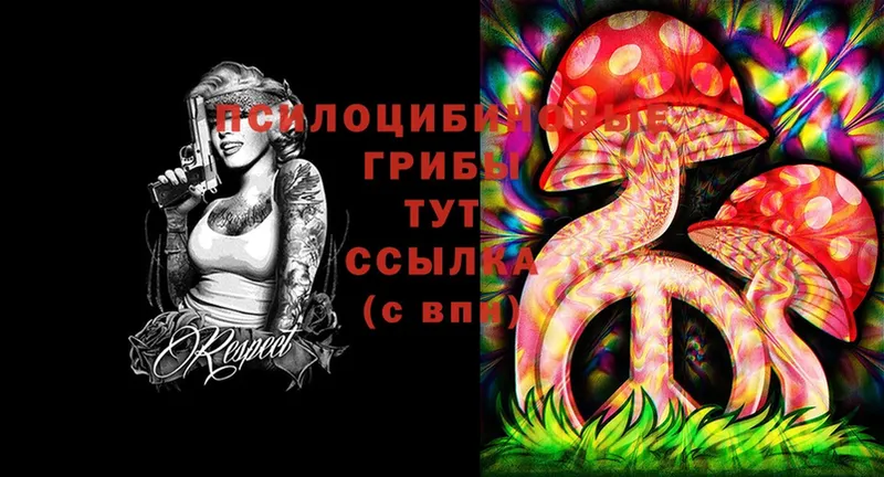 где продают   Кизел  МЕГА маркетплейс  Псилоцибиновые грибы Cubensis 